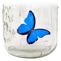 Motyl w słoiku - Błękitny morpho