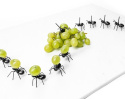 Szpikulce do koreczków - mrówki